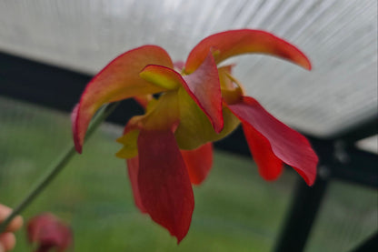 SEED - Sarracenia leucophylla var. alba cv. 'Hurricane Creek White' (Baldwin County, Alabama, USA) - White Pitcher Plant - 10+ Per Packet