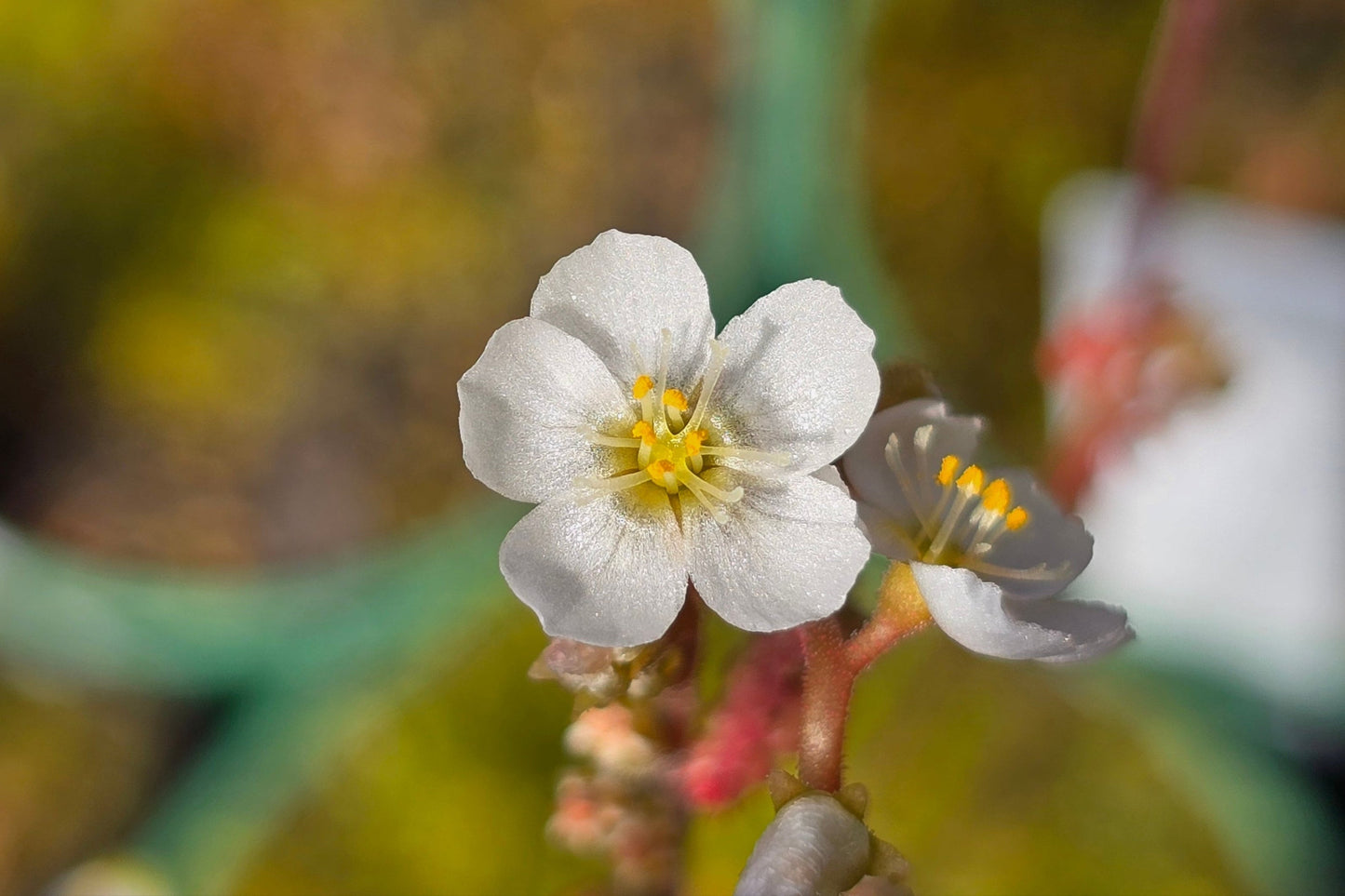 Drosera spatulata var. spatulata (Jardine River, Cape York Peninsula, North Queensland, Australia) -  Spatula Sundew
