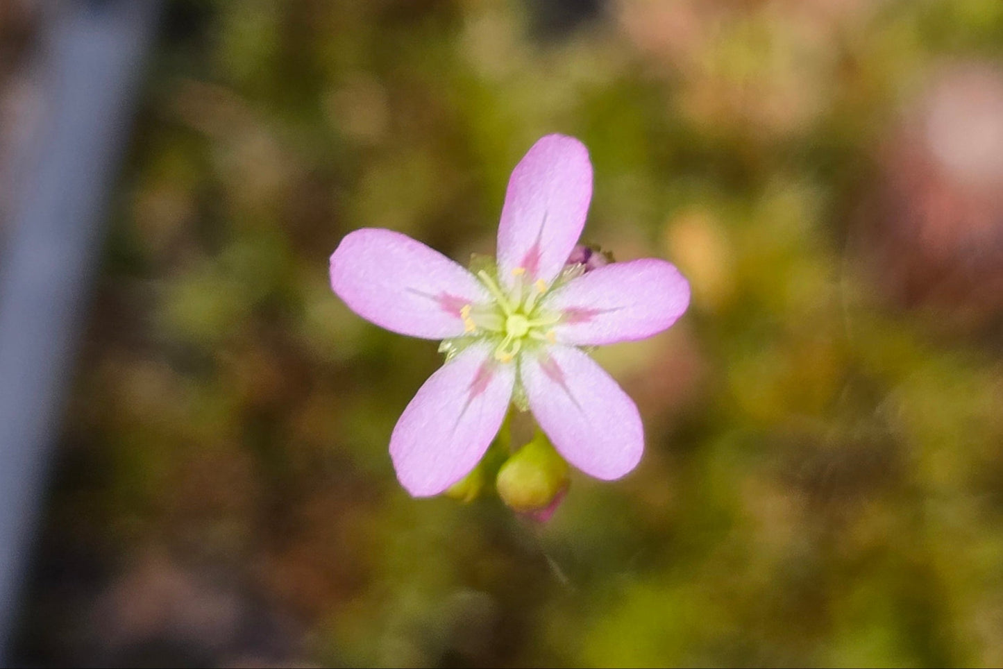 Drosera helodes × pulchella - Pygmy Sundew