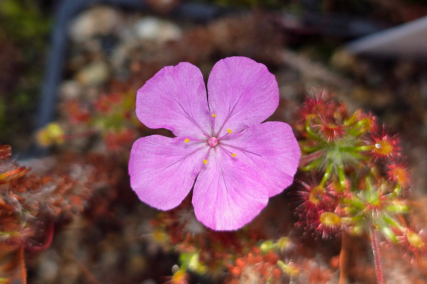 Drosera gibsonii - Pygmy Sundew