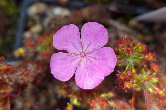 Drosera gibsonii - Pygmy Sundew