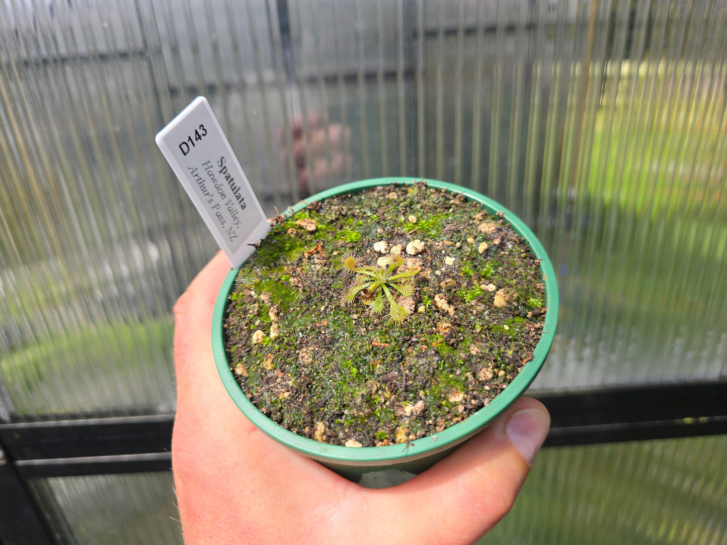 Drosera spatulata var. spatulata (Hawdon Valley, Arthur's Pass, NZ) -  Spatula Sundew