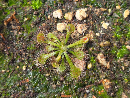 Drosera spatulata var. spatulata (Hawdon Valley, Arthur's Pass, NZ) -  Spatula Sundew