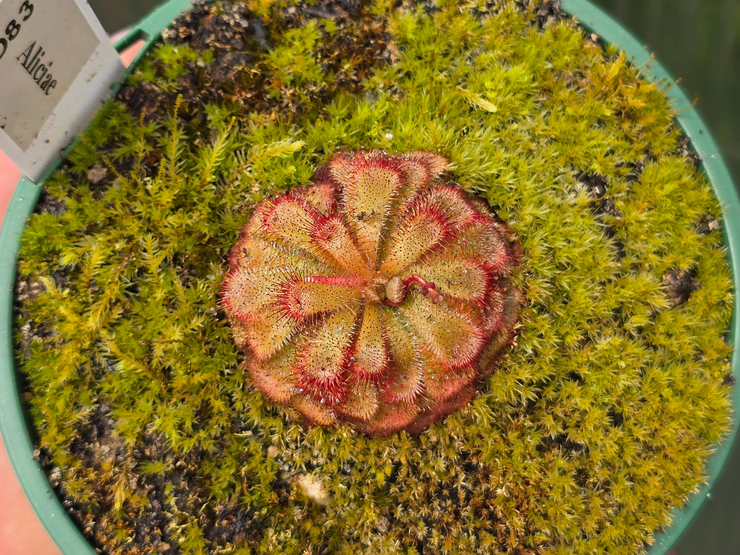 Drosera aliciae - Alice Sundew