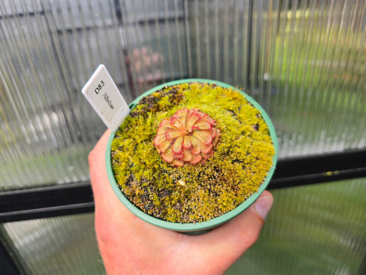 Drosera aliciae - Alice Sundew