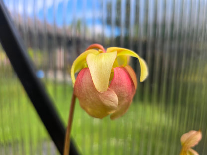 Sarracenia 'Formosa' - American Pitcher Plant