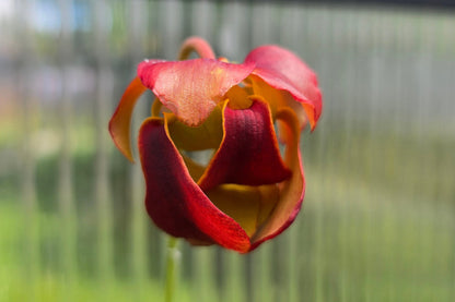 SEED - Sarracenia rubra ssp. rubra (Brunswick, Glynn County, Georgia, USA) - Sweet Pitcher Plant - 10+ Per Packet