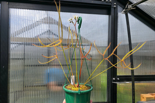 Drosera binata var. dichotoma "Giant Form" - Giant Forked Sundew