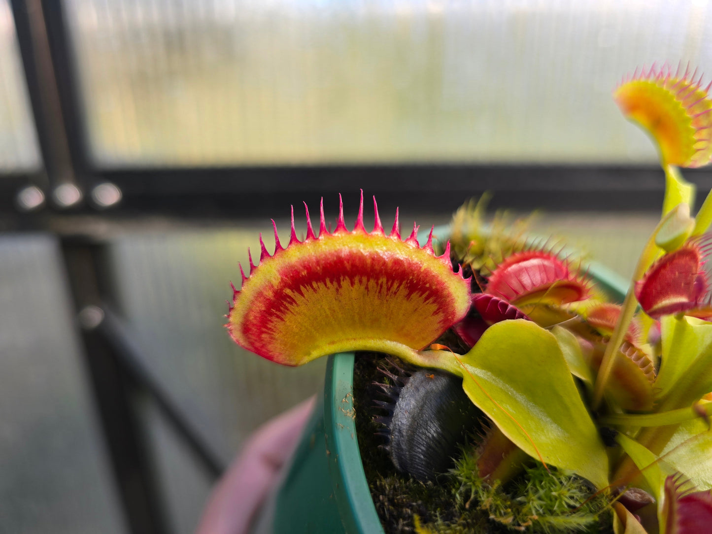 Dionaea muscipula 'Jaws'