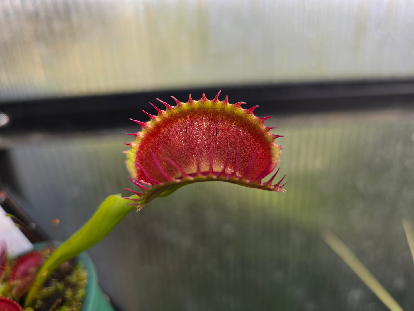 Dionaea muscipula 'Jaws'