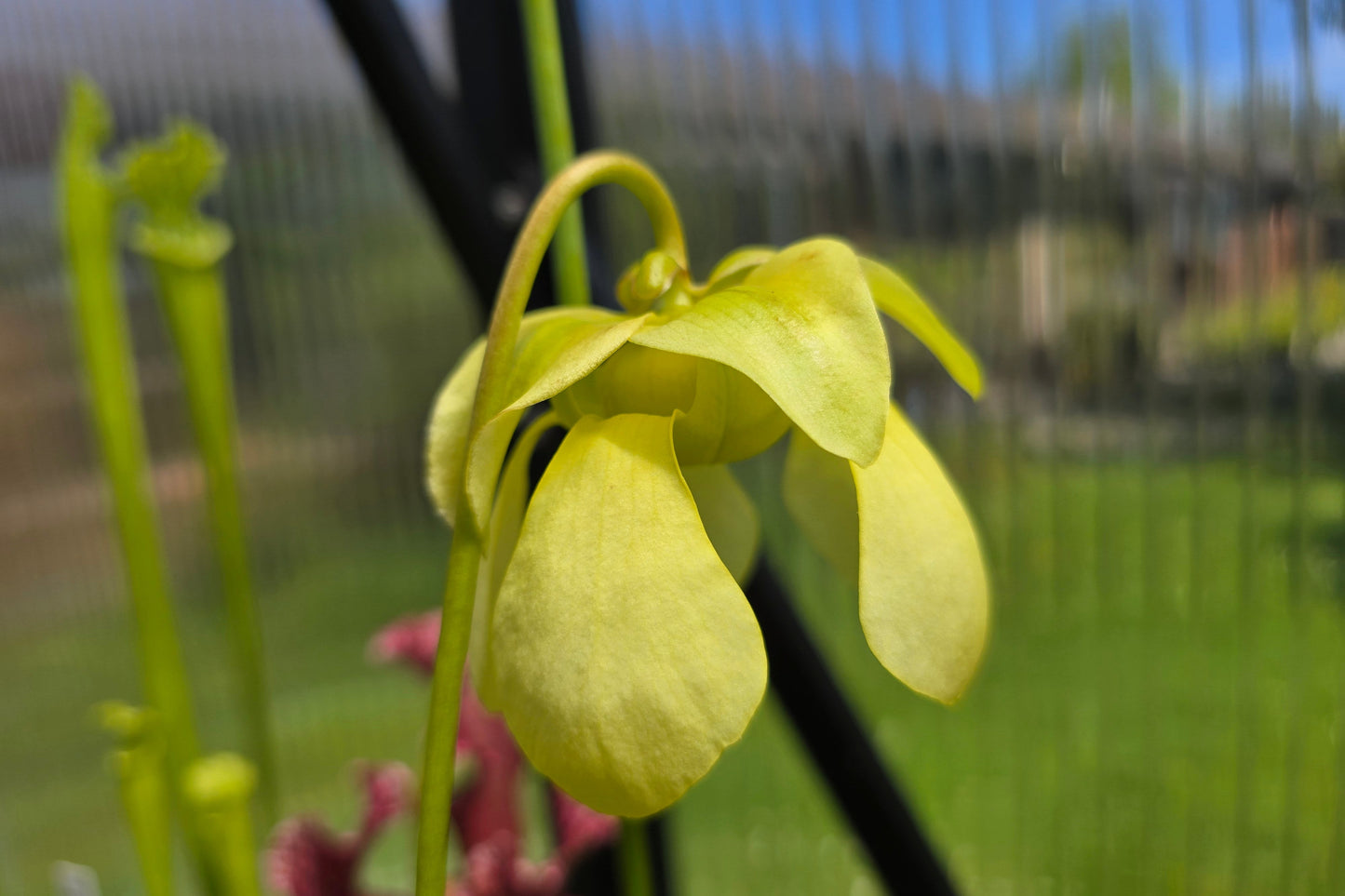SEED - Sarracenia minor - Hooded Pitcher Plant - 10+ Per Packet