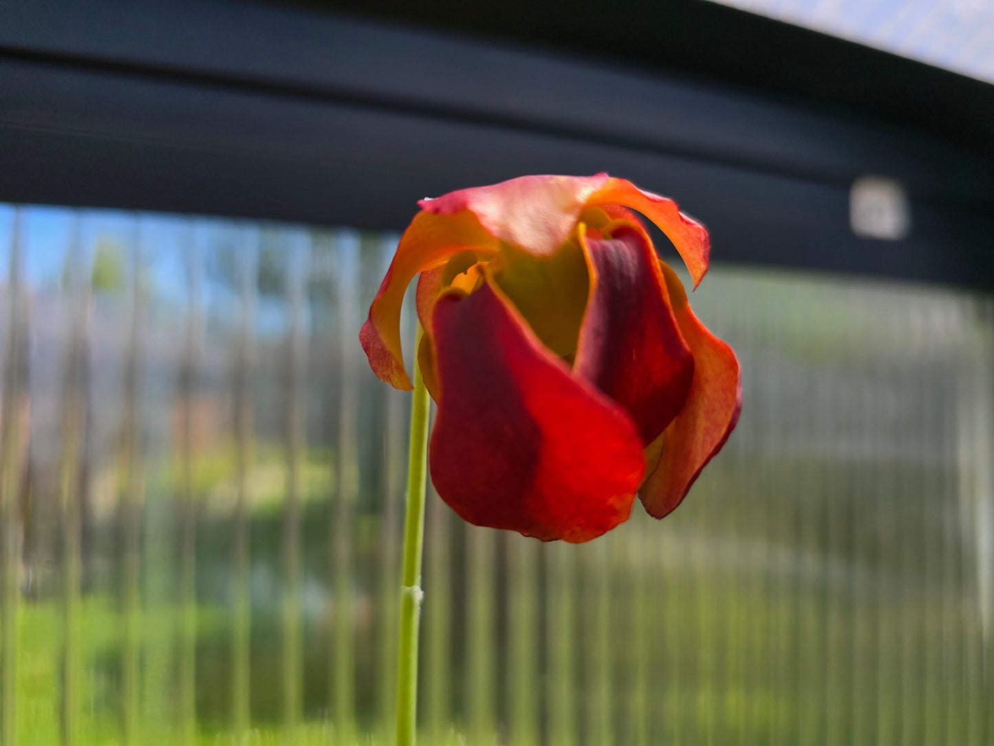 SEED - Sarracenia psittacina var. okefenokeensis (Covington County, Alabama, USA) - Parrot Pitcher Plant - 10+ Per Packet