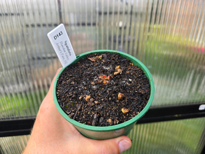 Drosera spatulata var. spatulata (Hawdon Valley, Arthur's Pass, NZ) -  Spatula Sundew