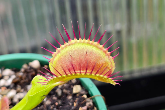 Dionaea muscipula 'Giant B52' F1 - Venus Fly Trap