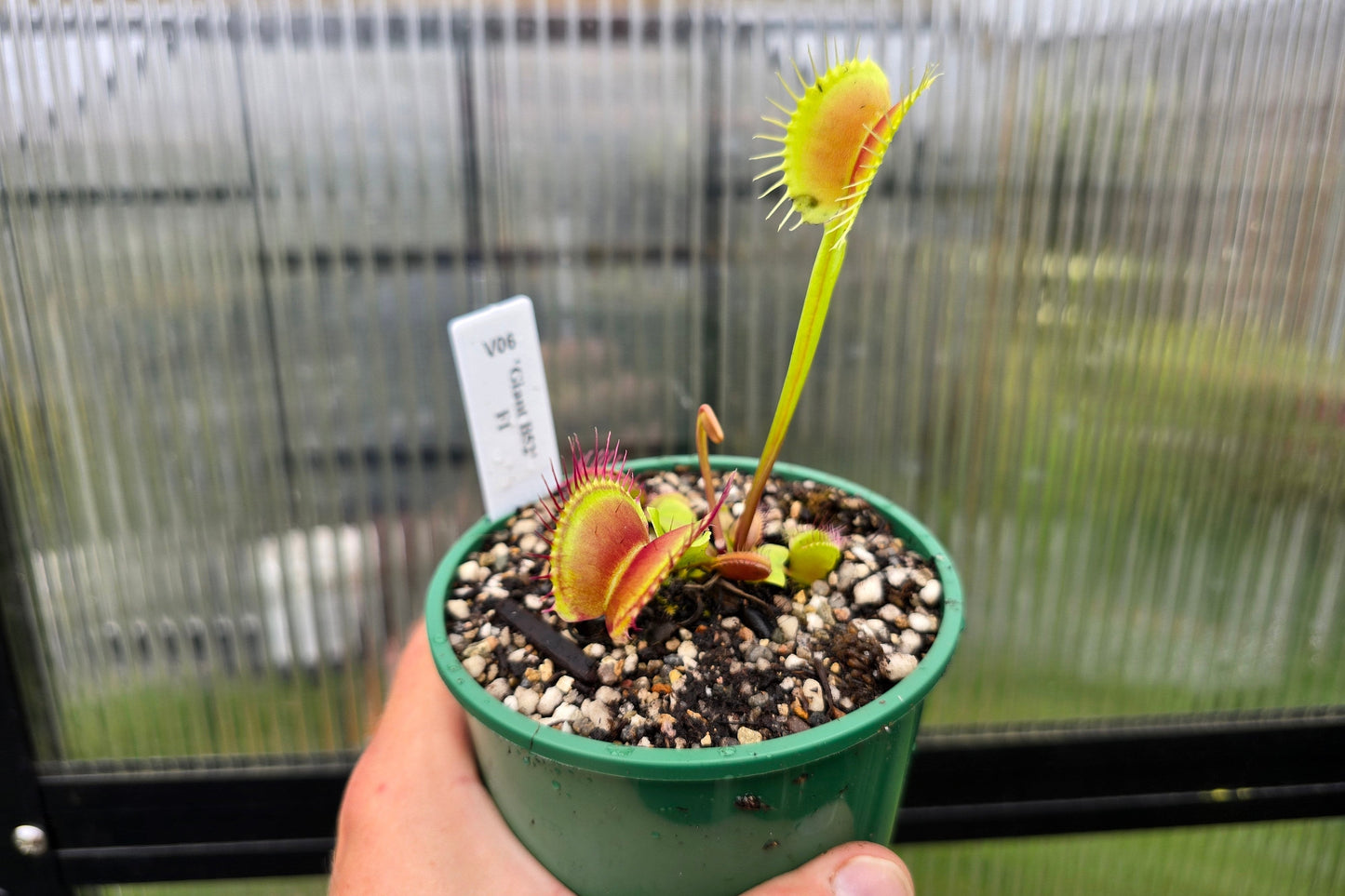 Dionaea muscipula 'Giant B52' F1 - Venus Fly Trap