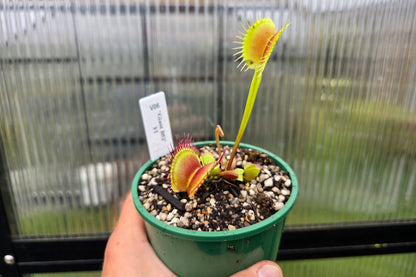 Dionaea muscipula 'Giant B52' F1 - Venus Fly Trap