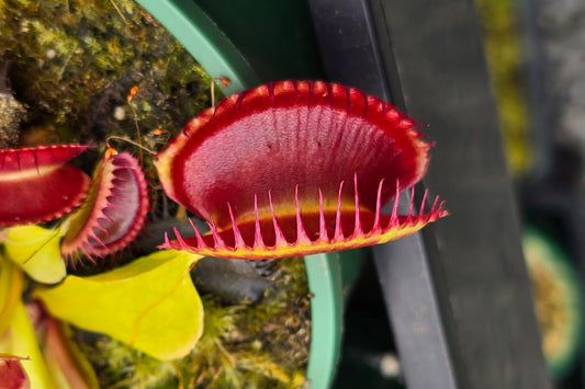 Dionaea muscipula 'Jaws' - Venus Fly Trap