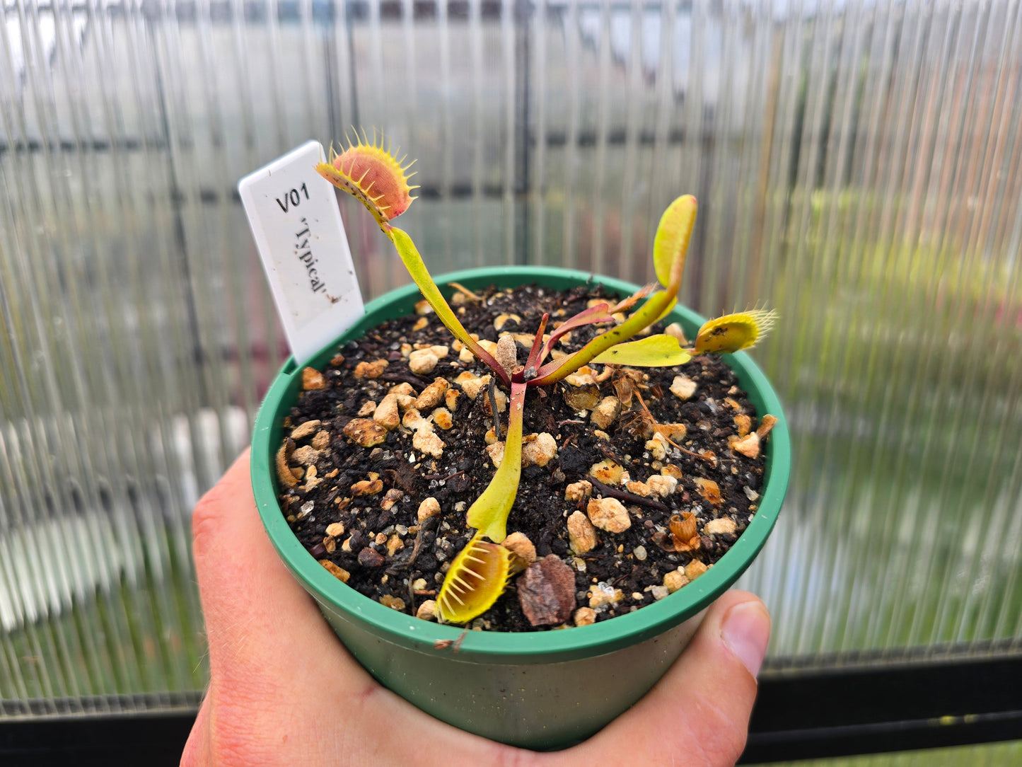 Dionaea muscipula 'Typical'