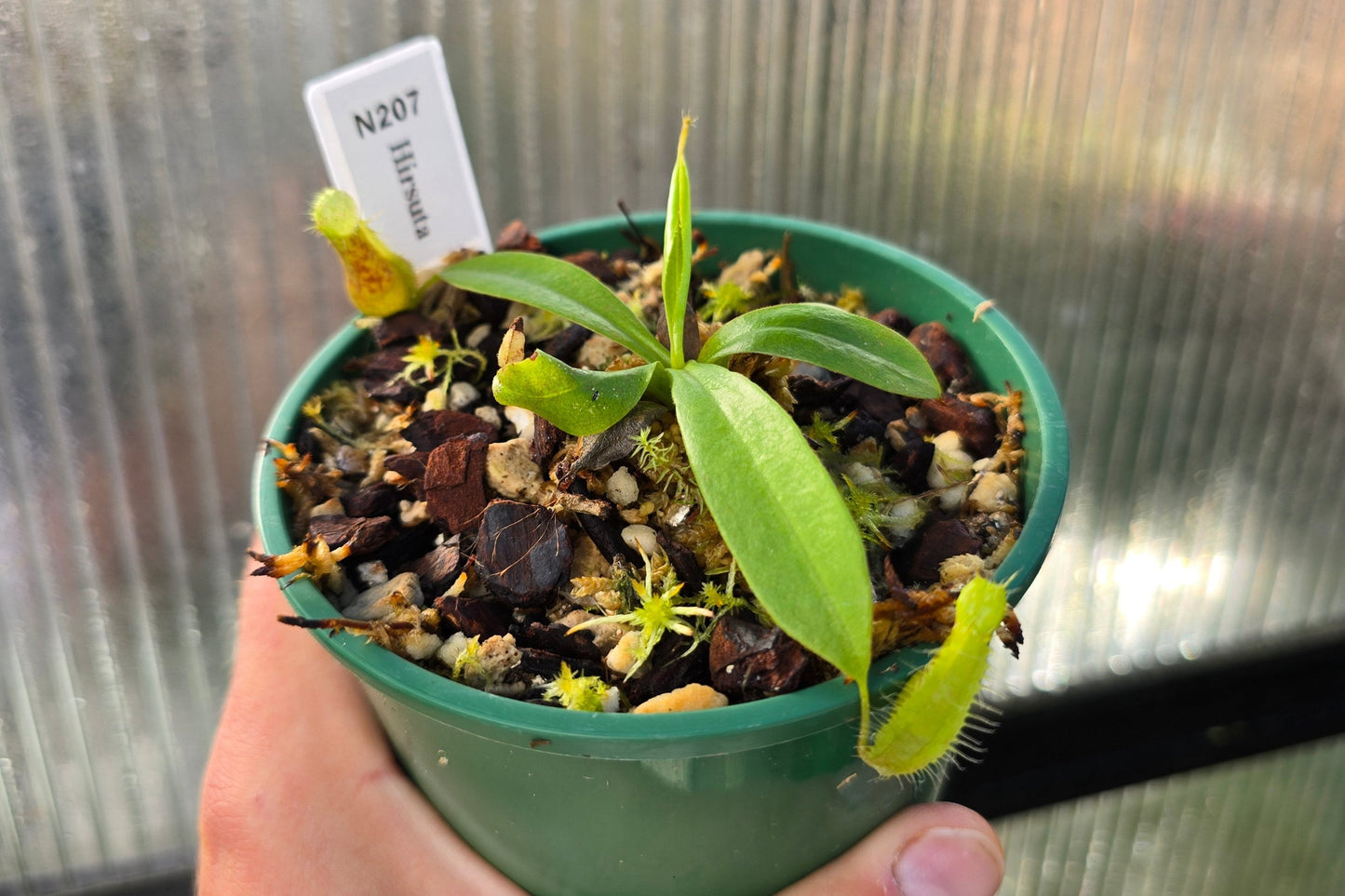 Nepenthes hirsuta - Lowland Tropical Pitcher Plant