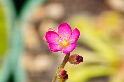 Drosera capillaris (Costa Rica) - The Pink Sundew