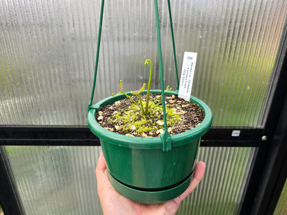 Drosera binata var. multifida "Extrema - Pink Flower Form" - Staghorn Sundew