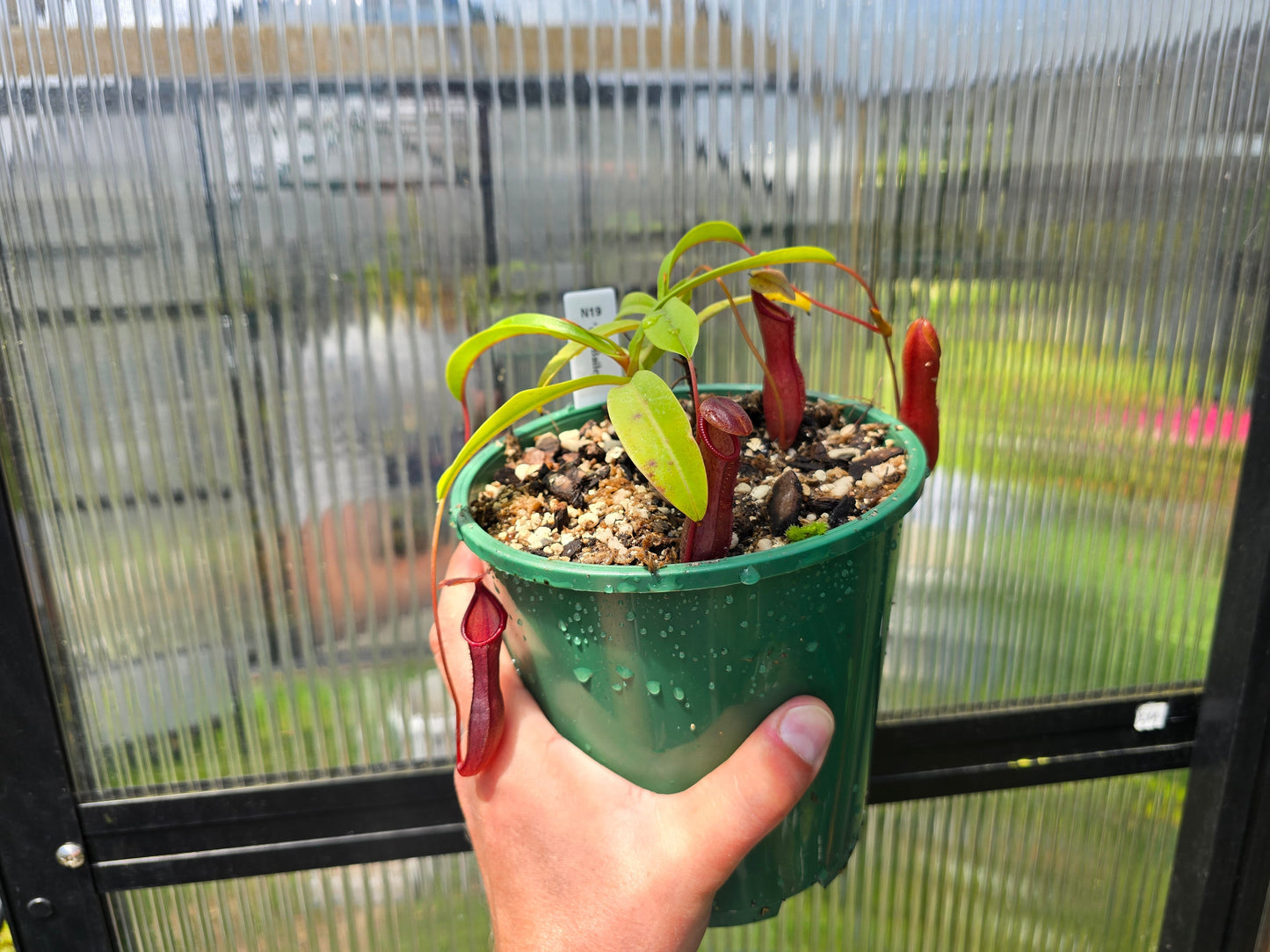 Nepenthes 'Bill Bailey' - Highland Tropical Pitcher Plant