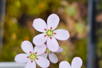 Drosera helodes - Pygmy Sundew