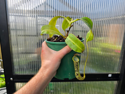Nepenthes stenophylla - Intermediate Tropical Pitcher Plant