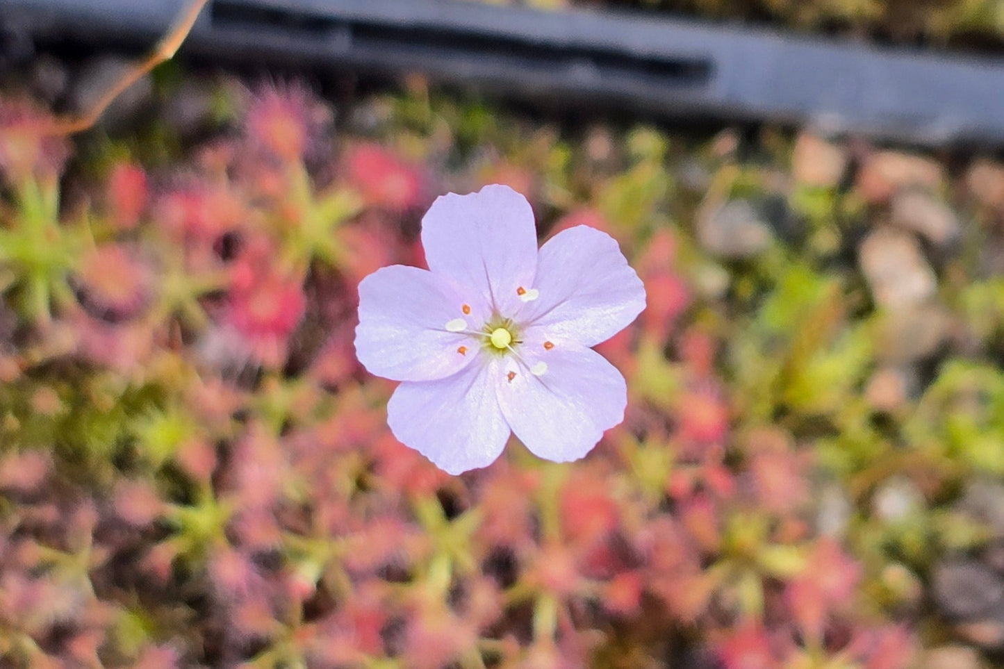 Drosera mannii x omissa - Pygmy Sundew