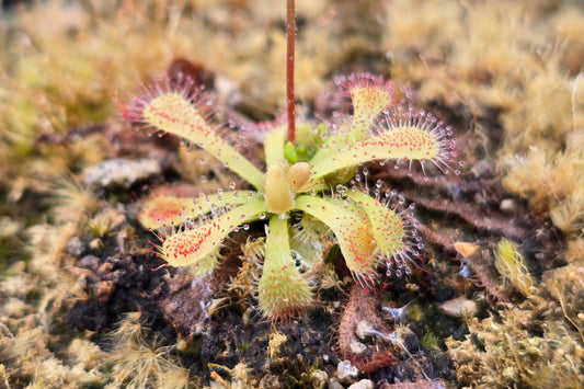 Drosera 'Snyderi' - Sundew