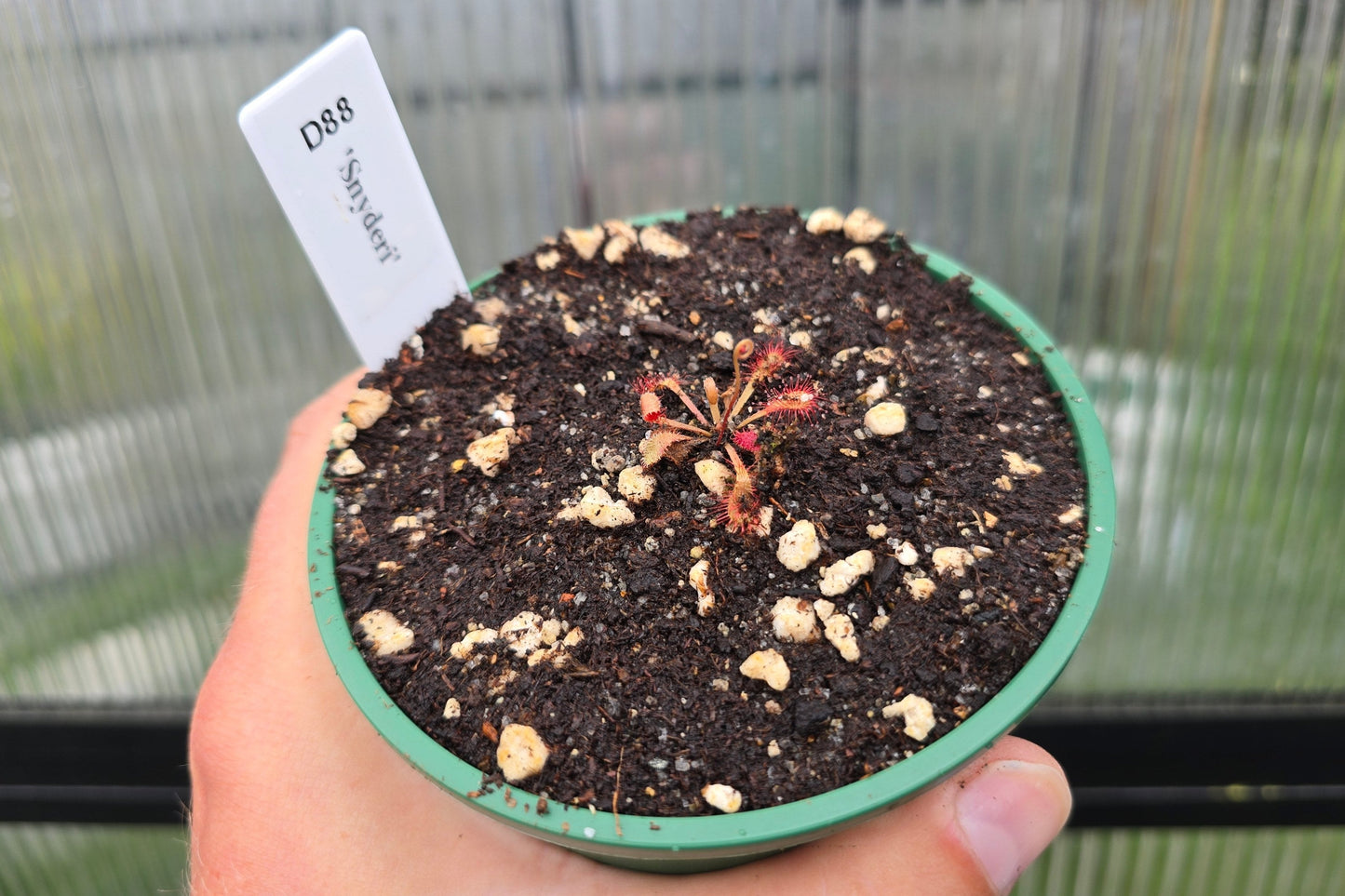 Drosera 'Snyderi' - Sundew