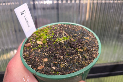 Byblis liniflora - Rainbow Plant