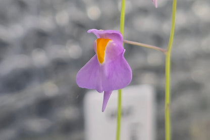 Utricularia longifolia 'Bonsai Form' (Pedro do Rio, Rio de Janeiro, Brazil) - Tropical Long-Leafed Bladderwort