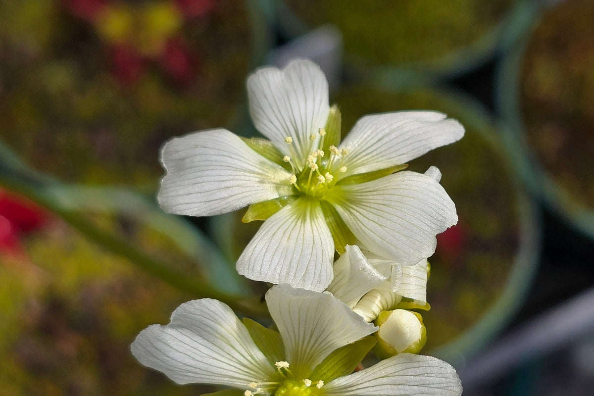 Dionaea muscipula "Our Best Typical Clone" - Venus Fly Trap