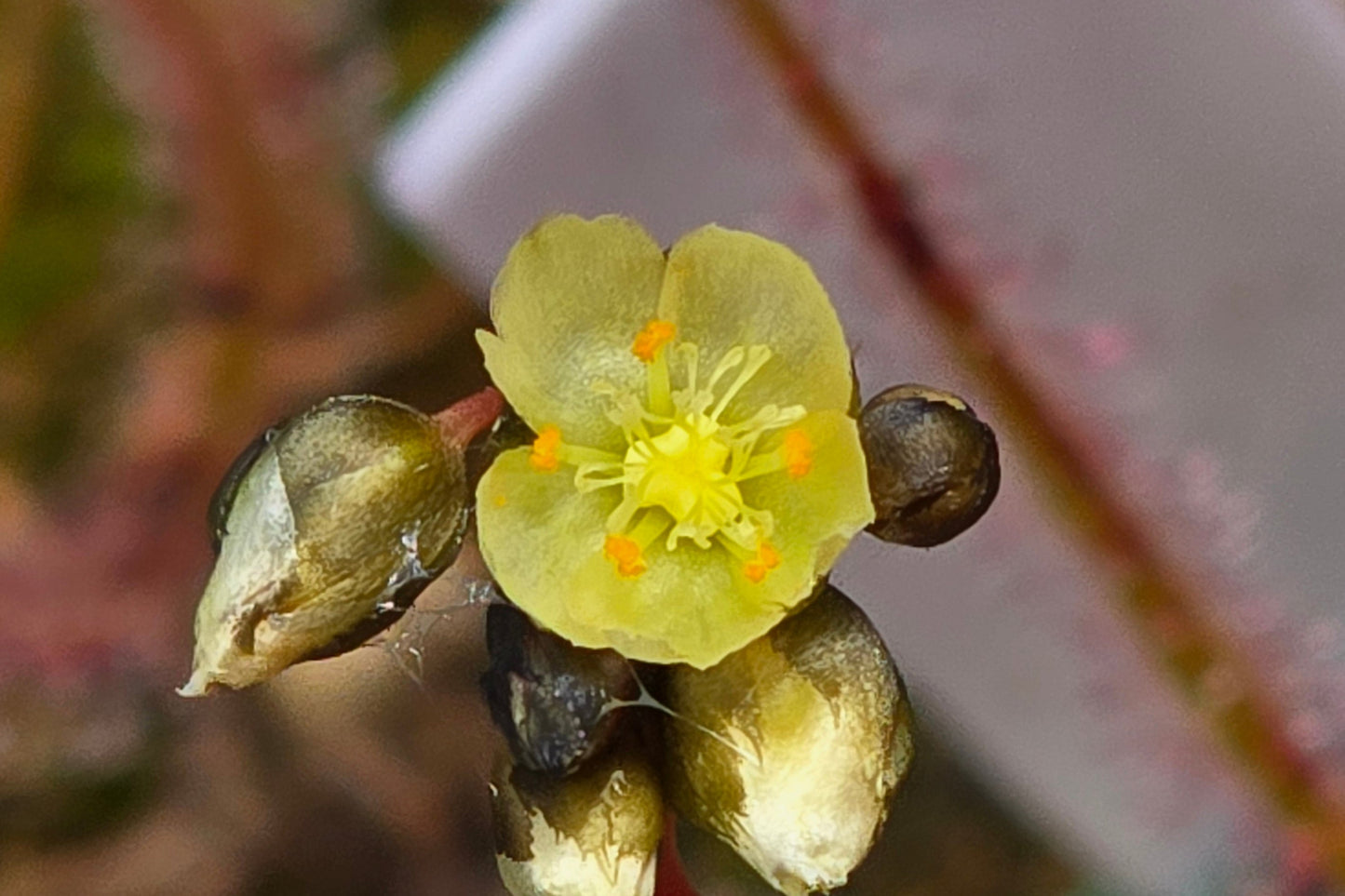 Drosera binata (Travis Wetland, Christchurch, NZ) - Forked Sundew