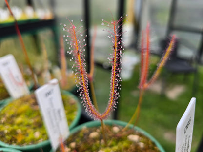Drosera binata (Travis Wetland, Christchurch, NZ) - Forked Sundew