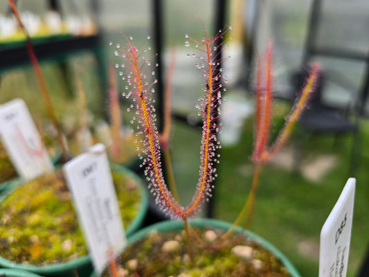 Drosera binata (Travis Wetland, Christchurch, NZ) - Forked Sundew