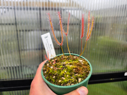 Drosera binata (Travis Wetland, Christchurch, NZ) - Forked Sundew