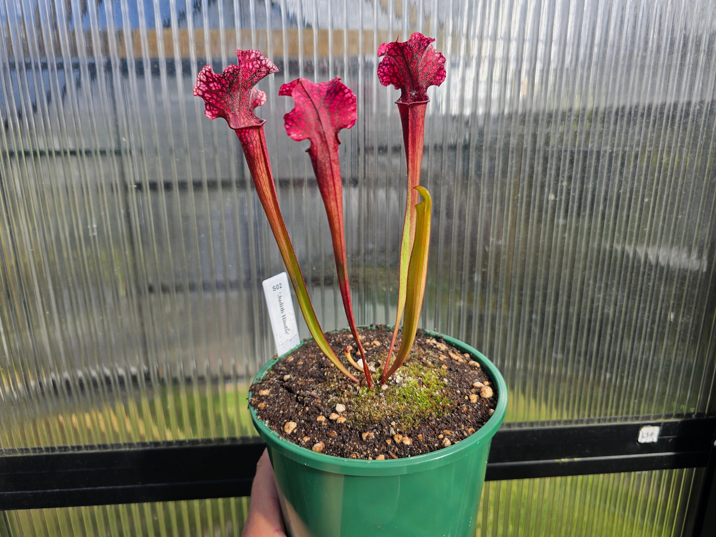 Sarracenia 'Judith Hindle' - American Pitcher Plant
