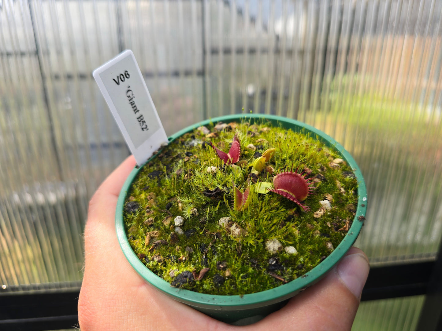 Dionaea muscipula 'Giant B52' F1 - Venus Fly Trap