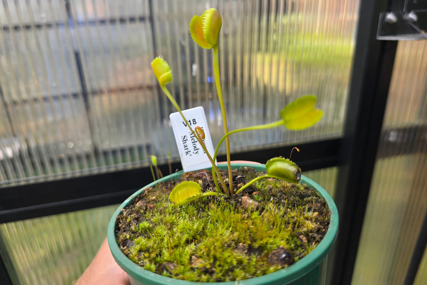 Dionaea muscipula 'Korean Melody Shark' - Venus Fly Trap