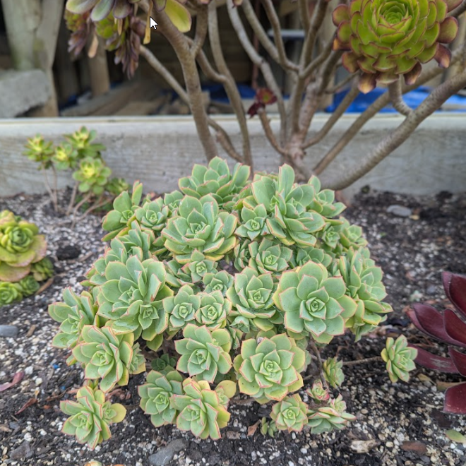 Aeonium Variety Unknown (Like houseleek but miniature)