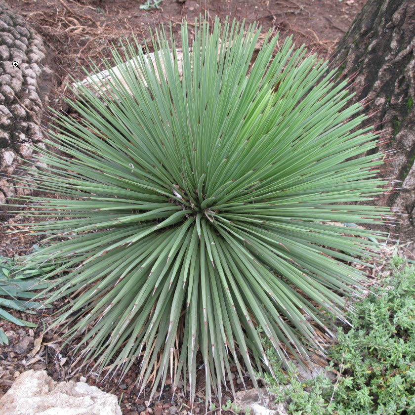Agave Stricta | Hedgehog Agave