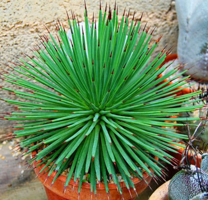 Agave Stricta | Hedgehog Agave