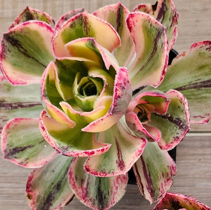 Aeonium Red Fuji Variegated | Marnier-Lapostolle Variegatum