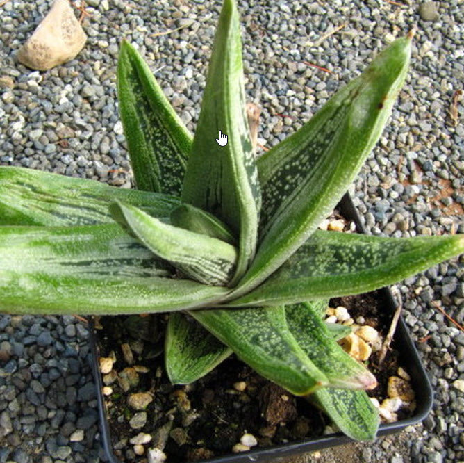 Gasteria cv Little Warty