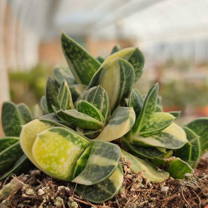 Gasteria Ernest-Ruschii f. Variegata
