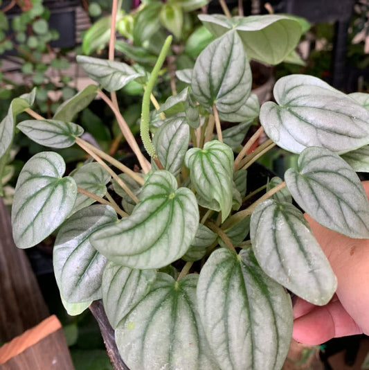 Peperomia Caperata | Moonlight