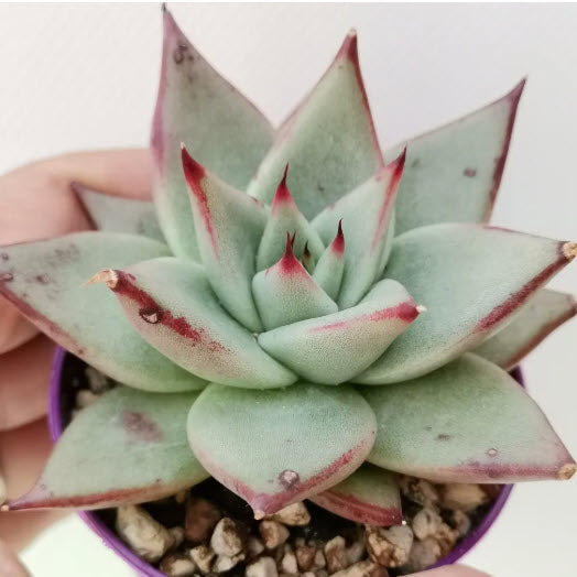 Echeveria Agavoides Sirius