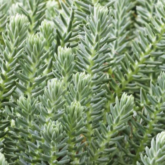 Sedum Reflexum | Blue Spruce Stonecrop